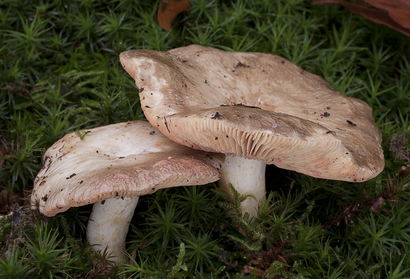 Lactarius acris